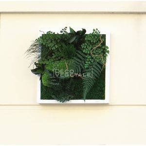 稳定植物画框