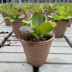 木纤维园艺花盆 1
