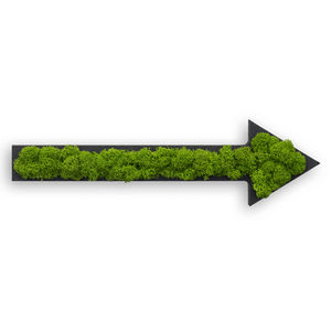 苔藓植物画框