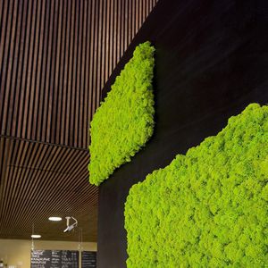 球形永生苔藓