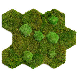 稳定植物画框