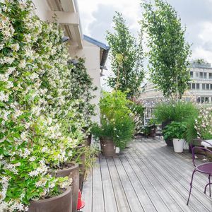 植被屋顶