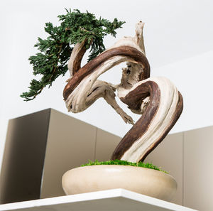 稳定園藝植物 1