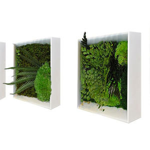 稳定植物画框