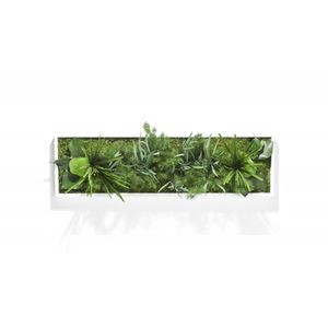 稳定植物画框