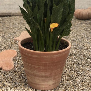赤陶花盆