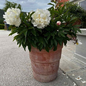 赤陶花盆
