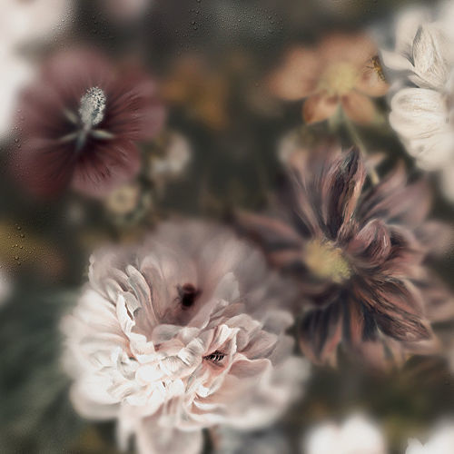 现代风格墙纸 - BLOSSOM DARK - Devon&Devon - 印花 / 仿布 / 彩色