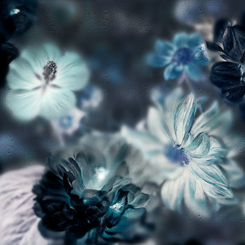 现代风格墙纸 - BLOSSOM INVERTED - Devon&Devon - 印花 / 仿布 / 蓝色