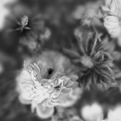 现代风格墙纸 - BLOSSOM BLACK&WHITE - Devon&Devon - 印花 / 仿布 / 灰色
