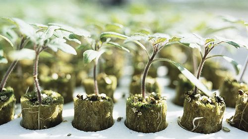 矿棉栽培基质 - GROPLUG - GRODAN - 穴盘 / 吸水