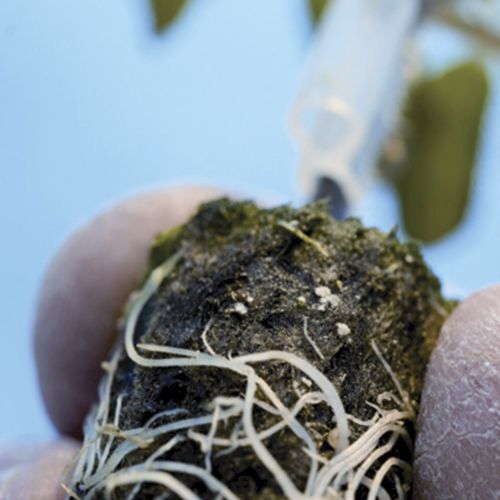 矿棉栽培基质 - PRO PLUG - GRODAN - 散装