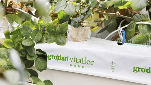 种植袋 - VITAFLOR - GRODAN