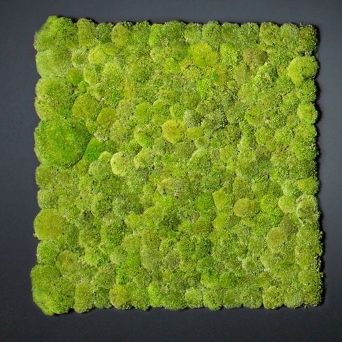 稳定绿植墙 - POLEMOSS - VGnewtrend - 定制 / 模块化板 / 天然