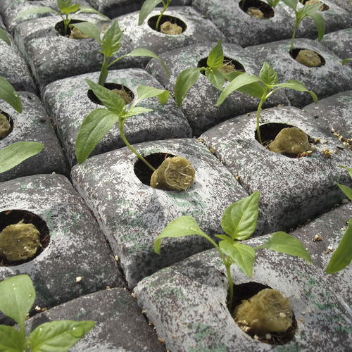 椰树纤维栽培基质 - GROWBLOCK - JIFFY - 散装 / 有机农业