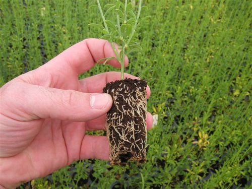 椰树纤维栽培基质 - PREFORMA - JIFFY - 穴盘