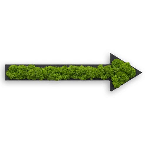 苔藓植物画框 - ARROW - FlowerArt GmbH - 天然 / 室内 / 壁画