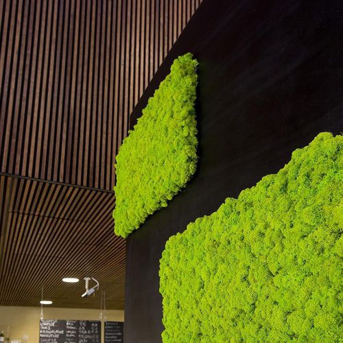球形永生苔藓 - SG-IS-FE - FlowerArt GmbH - 用于生活框架 / 面板