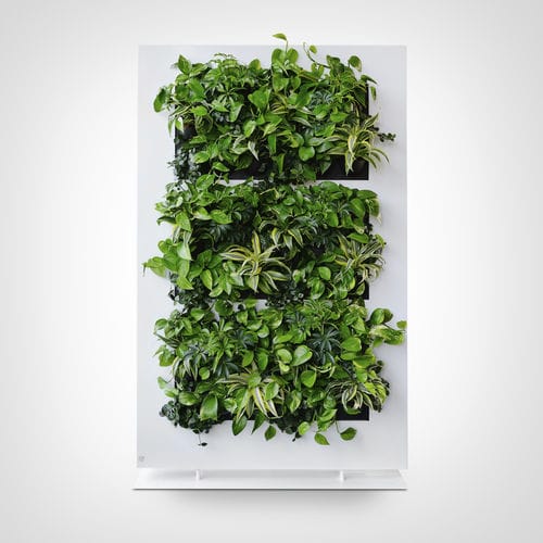 活植物植物画框 - LIVEPICTURE 1 - BY NATURE - 天然 / 室内 / 模块化板