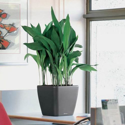混凝土花坛 - SELF-WATERING - BY NATURE - 塑料 / 不锈钢 / 铝制