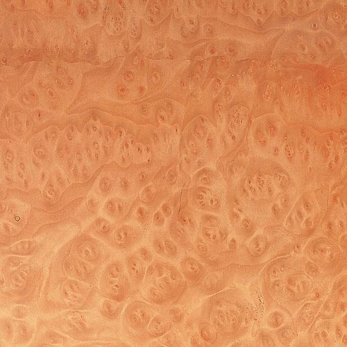 木质贴面 - MADRONE BURL - SCHORN&GROH