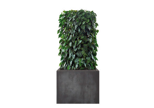 室内绿植墙 - PHILODENDRON  - Artaqua - 模块结构