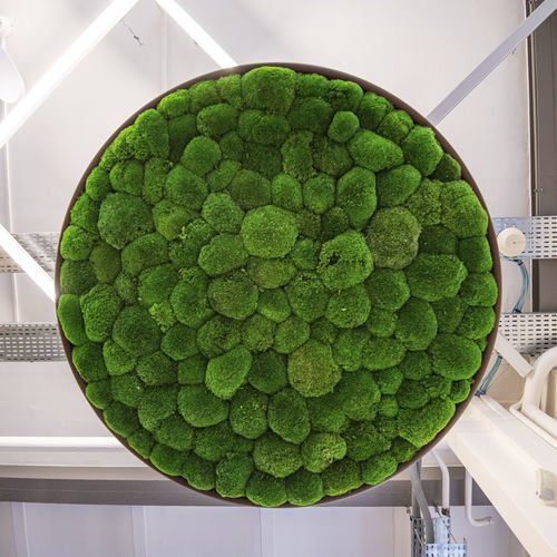 壁挂隔音板 - G-CIRCLES - Greenmood - 保鲜苔藓 / 保鲜植物 / 圆形