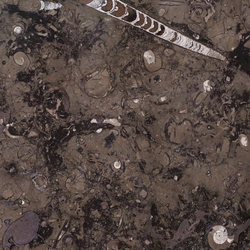 大理石瓷砖 - FOSSIL BROWN - Elite Stone - 室内 / 墙面 / 用于地面