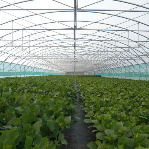 商用温室 - STRAIGHT-SIDED TUNNEL 6M - 7.80M - 9.60M - 12M - Serres Jrc - 花园 / 单栋 / 铝合金框架