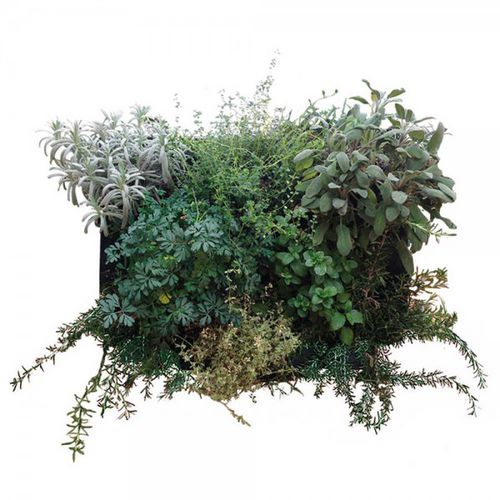 稳定植物画框 - FVVV - 710 - 16 - green Habitat - 树叶 / 天然 / 室内