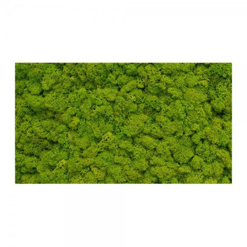 稳定绿植墙 - MNLM-605-16 - green Habitat - 天然 / 苔藓 / 室内