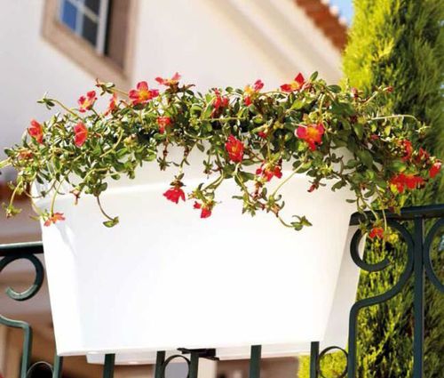 聚丙烯园艺花盆 - CAPRI : BALCONY BOX  - Artevasi, S.A - 明装 / 长方形