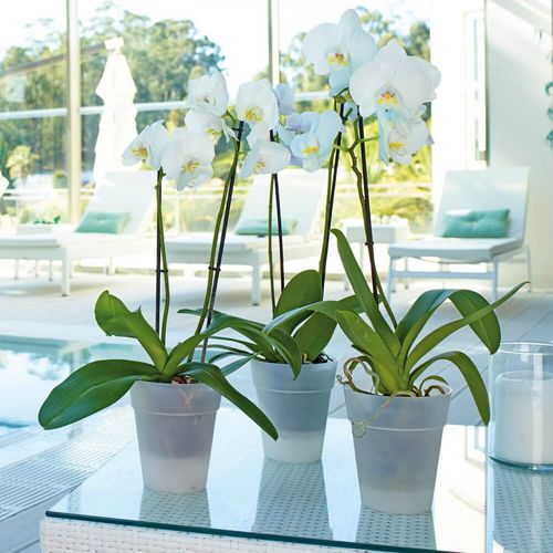 聚丙烯园艺花盆 - CAPRI : ORCHID - Artevasi, S.A - 独立式 / 圆形