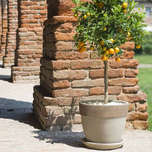 赤陶园艺花盆 - VULCANO GRAFFIATO : PALLADIO  - DEGREA - 圆形