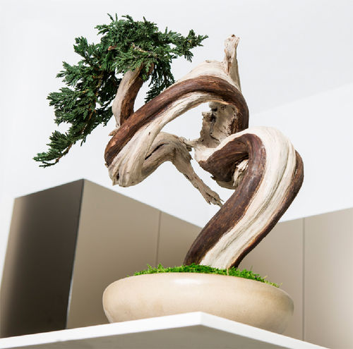 稳定園藝植物 - SHAPES-SINUOUS TREE - Greenarea - 盆栽 / 小尺寸 / 中型