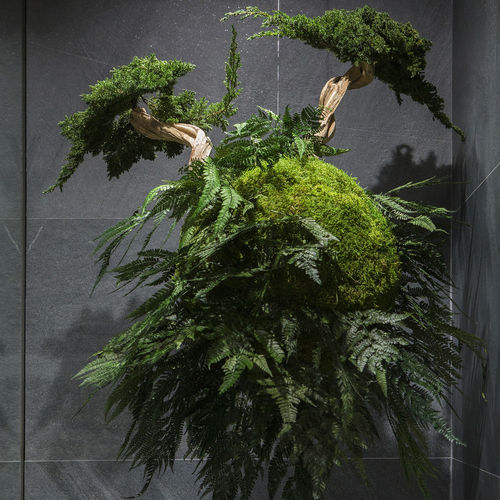 稳定園藝植物 - AVATARS - Greenarea - 球形 / 小尺寸 / 中型