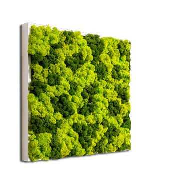 稳定植物画框 - PAINTINGS OF LICHEN MIX® - BM PIANTE STABILIZZATE - 苔藓 / 天然 / 室内