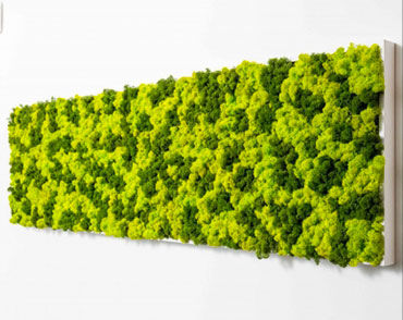 稳定植物画框 - PAINTINGS OF LICHEN MIX® PANORAMIC - BM PIANTE STABILIZZATE - 苔藓 / 天然 / 室内