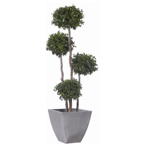 稳定園藝植物 - PITTOSPORUM - Végétal Indoor - 大型 / 室内
