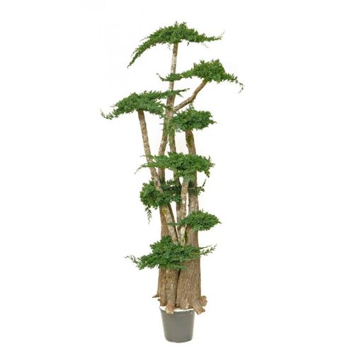 稳定園藝植物 - JUNIPERUS - Végétal Indoor - 盆栽 / 大型 / 室内