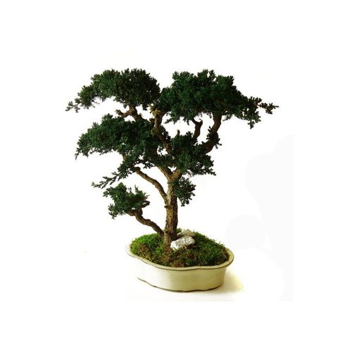 稳定園藝植物 - JUNIPERUS GRAND - Végétal Indoor - 盆栽 / 中型 / 室内