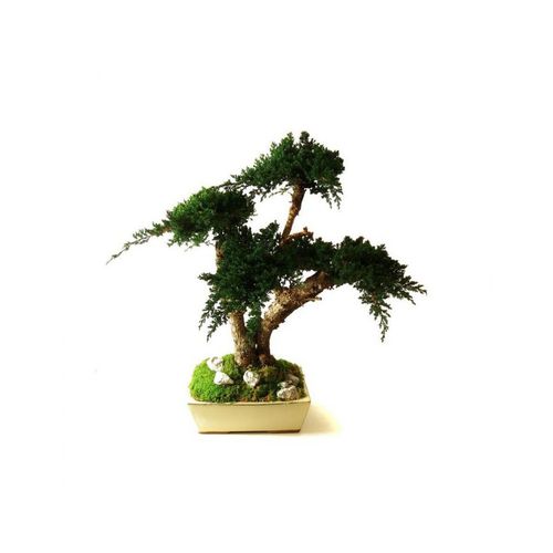 稳定園藝植物 - JUNIPERUS MOYEN - Végétal Indoor - 盆栽 / 中型 / 室内