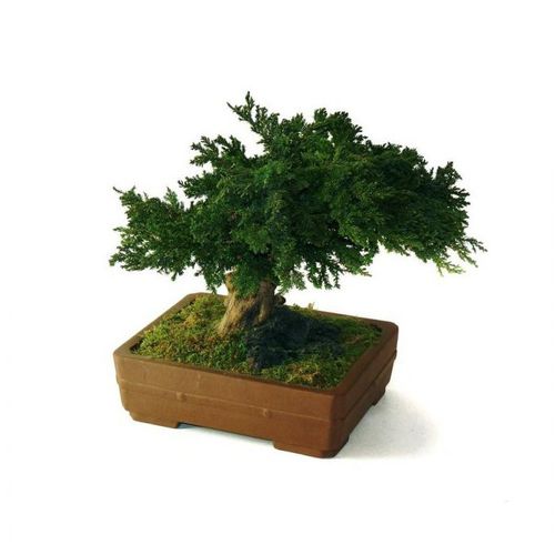 稳定園藝植物 - JUNIPERUS PETIT - Végétal Indoor - 盆栽 / 小尺寸 / 室内