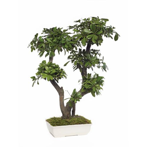 稳定園藝植物 - PITTOSPORUM TOBIRA GRAND - Végétal Indoor - 盆栽 / 大型 / 室内