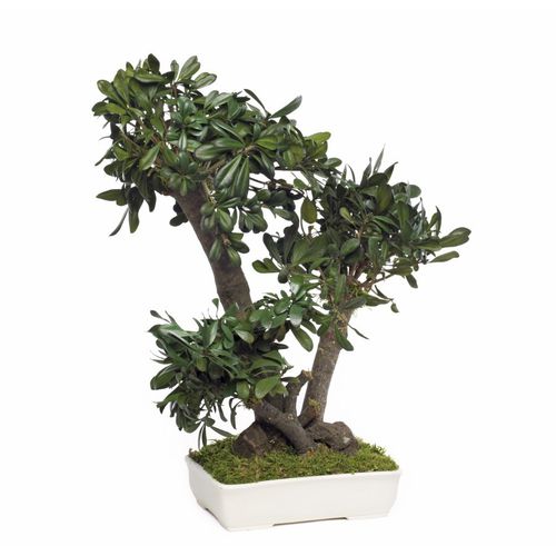 稳定園藝植物 - PITTOSPORUM TOBIRA MOYEN - Végétal Indoor - 盆栽 / 中型 / 室内