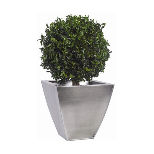 稳定園藝植物 - PITTOSPORUM - Végétal Indoor - 球形 / 小尺寸 / 室内