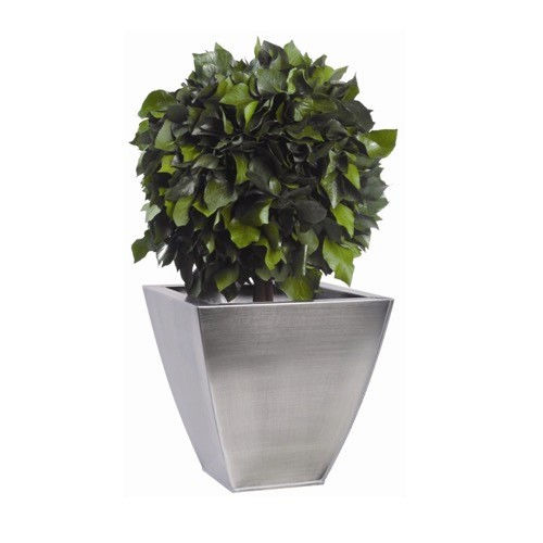 稳定園藝植物 - BOULE DE LIERRE VERT - Végétal Indoor - 球形 / 中型 / 室内