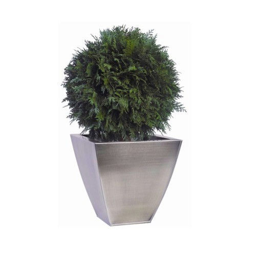 稳定園藝植物 - BOULE DE THUYA - Végétal Indoor - 球形 / 小尺寸 / 室内