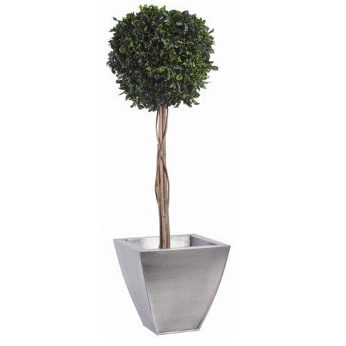 稳定園藝植物 - TOPIAIRE BOULE DE BUIS (PITTOSPORUM) - Végétal Indoor - 球形 / 大型 / 室内