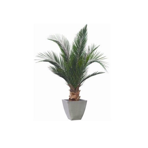 稳定園藝植物 - PHOENIX - Végétal Indoor - 大型 / 室内